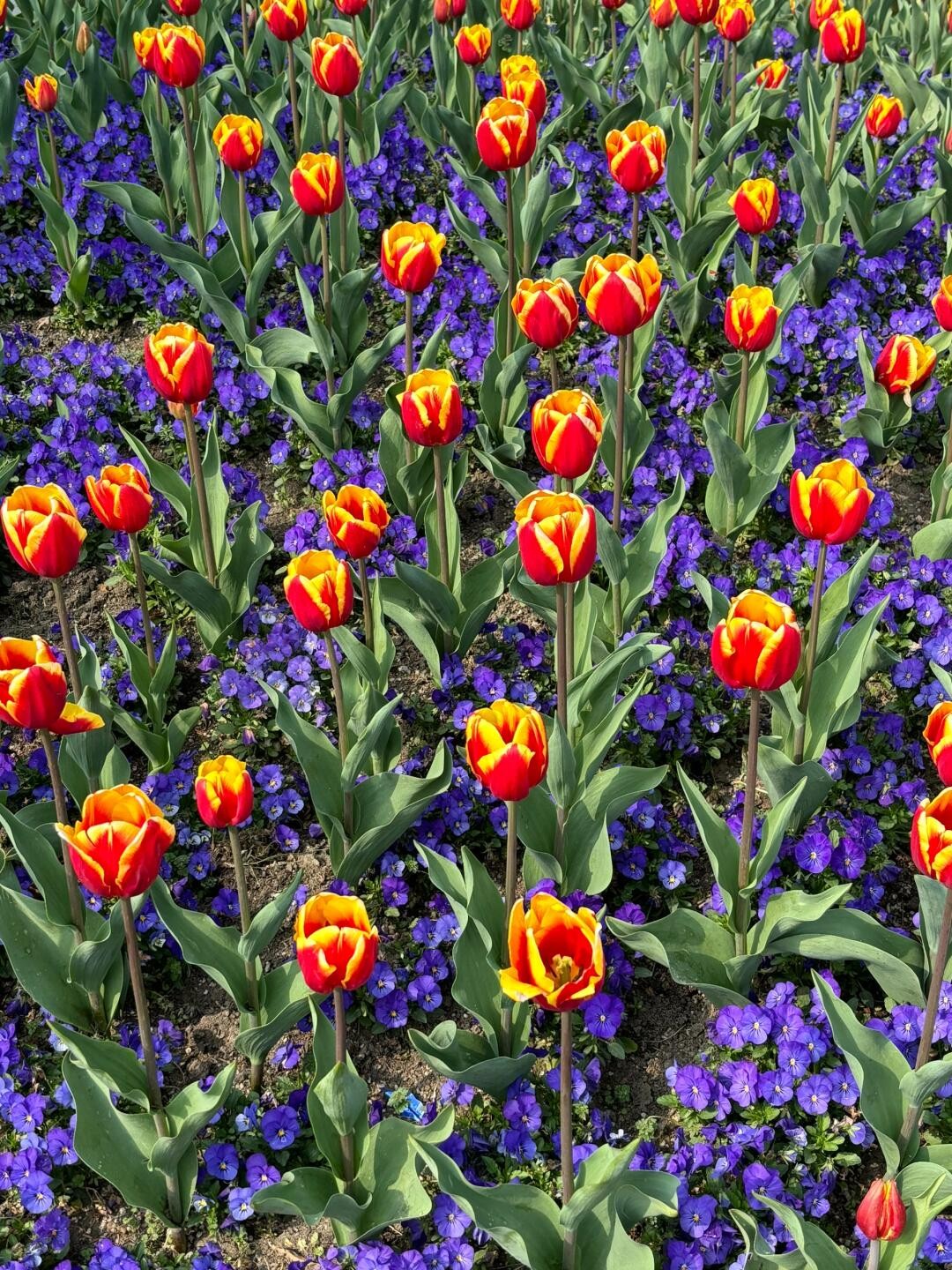 Forest Princess Shop